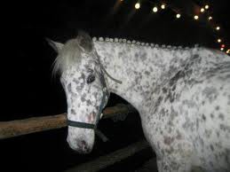 This my horse : Lanaking !